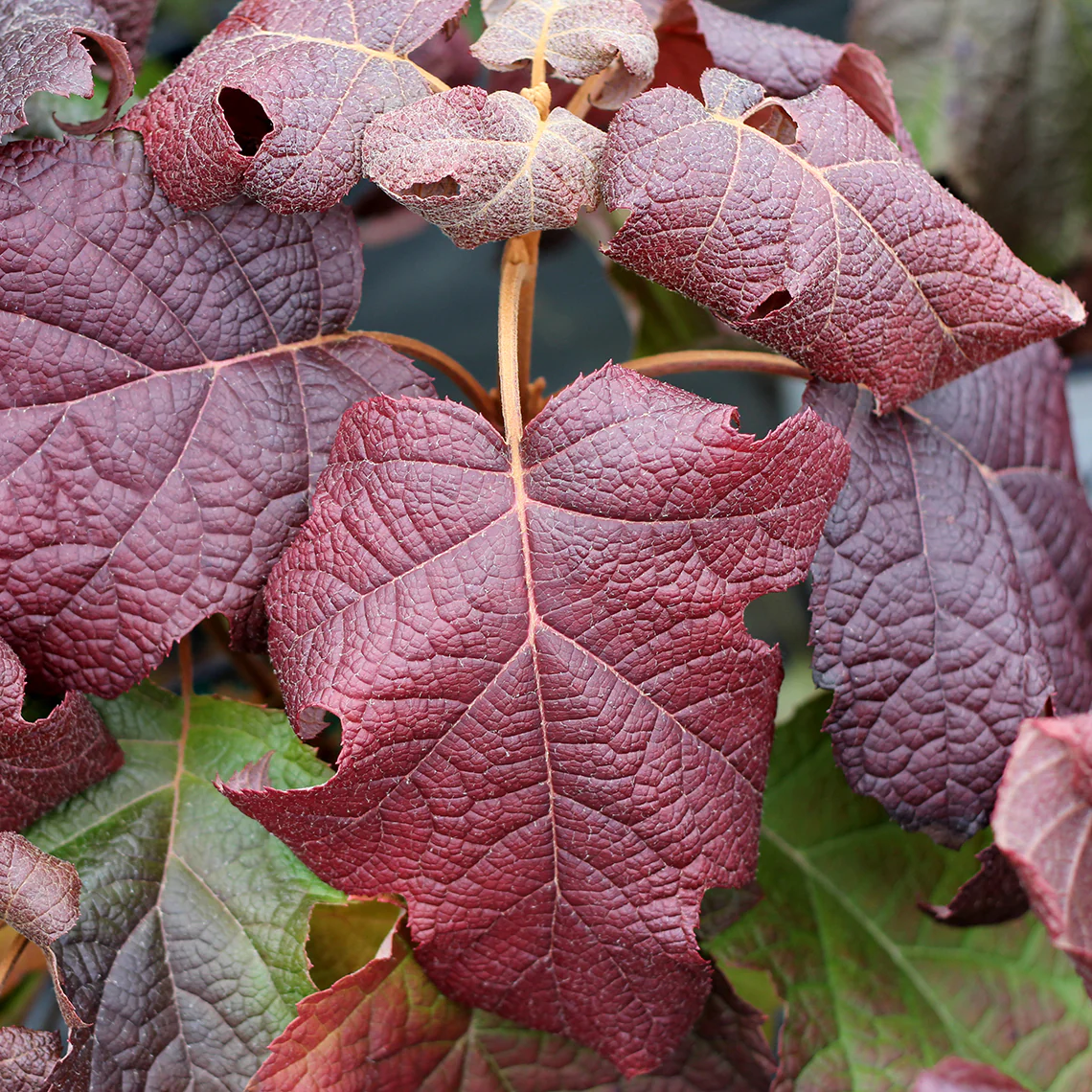 Gatsby Moon® Oakleaf Hydrangea - Image 3