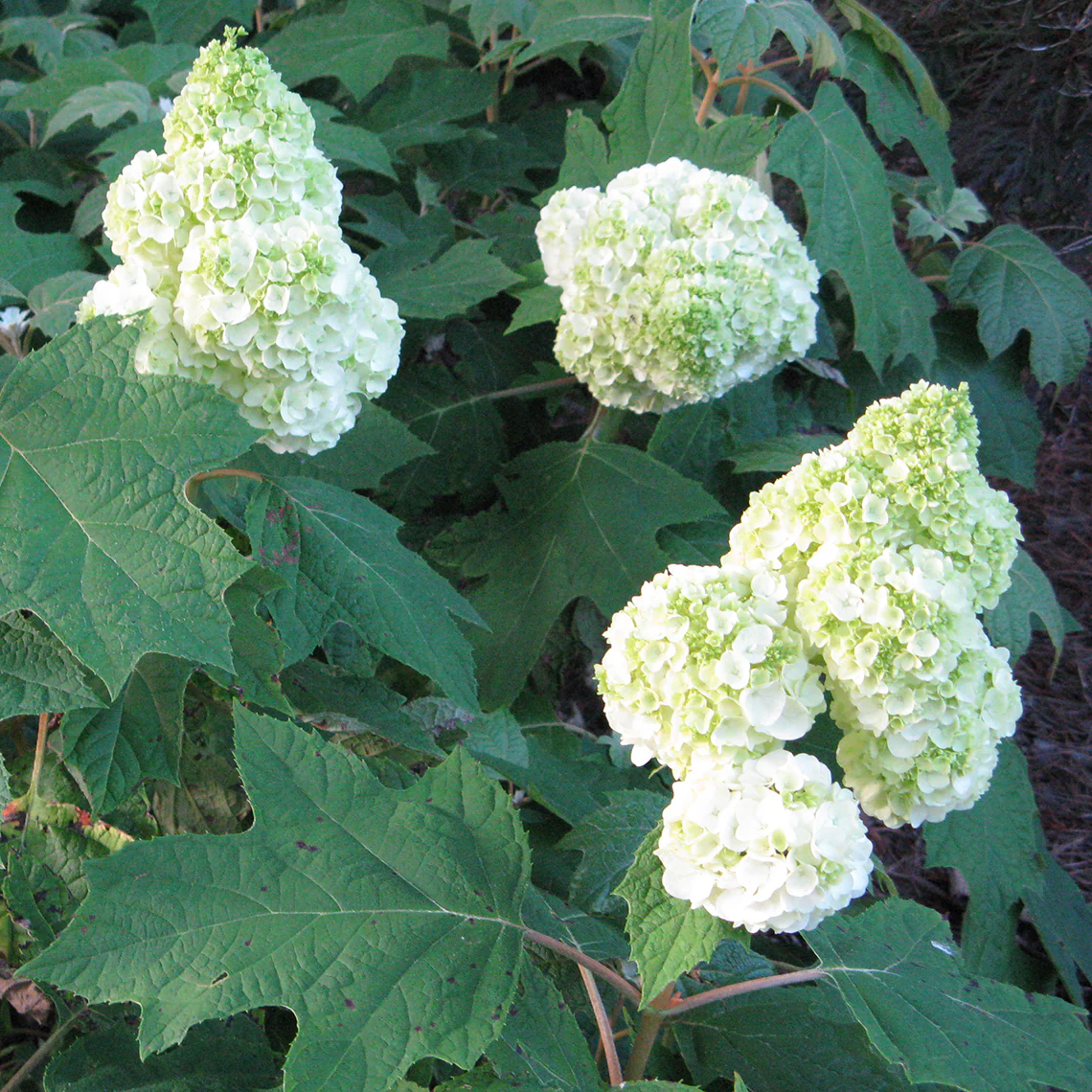 Gatsby Moon® Oakleaf Hydrangea - Image 4