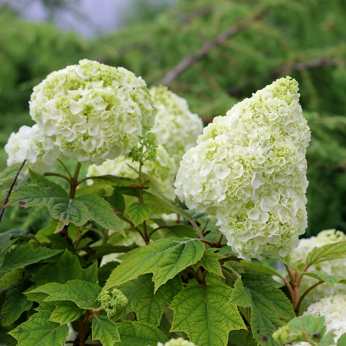 Gatsby Moon® Oakleaf Hydrangea - Image 5