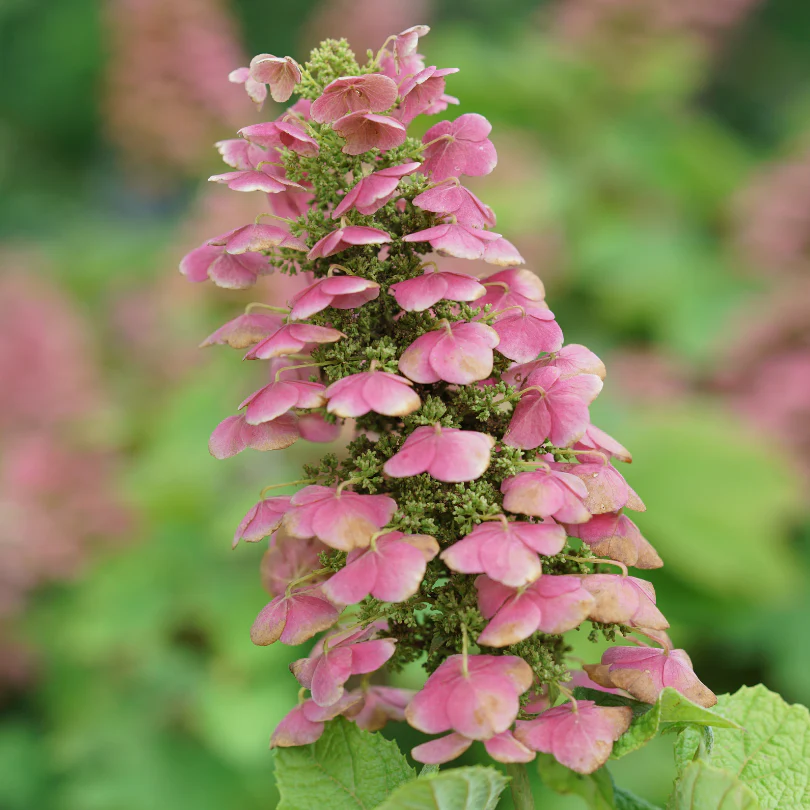 Gatsby Pink® Oakleaf Hydrangea - Image 3