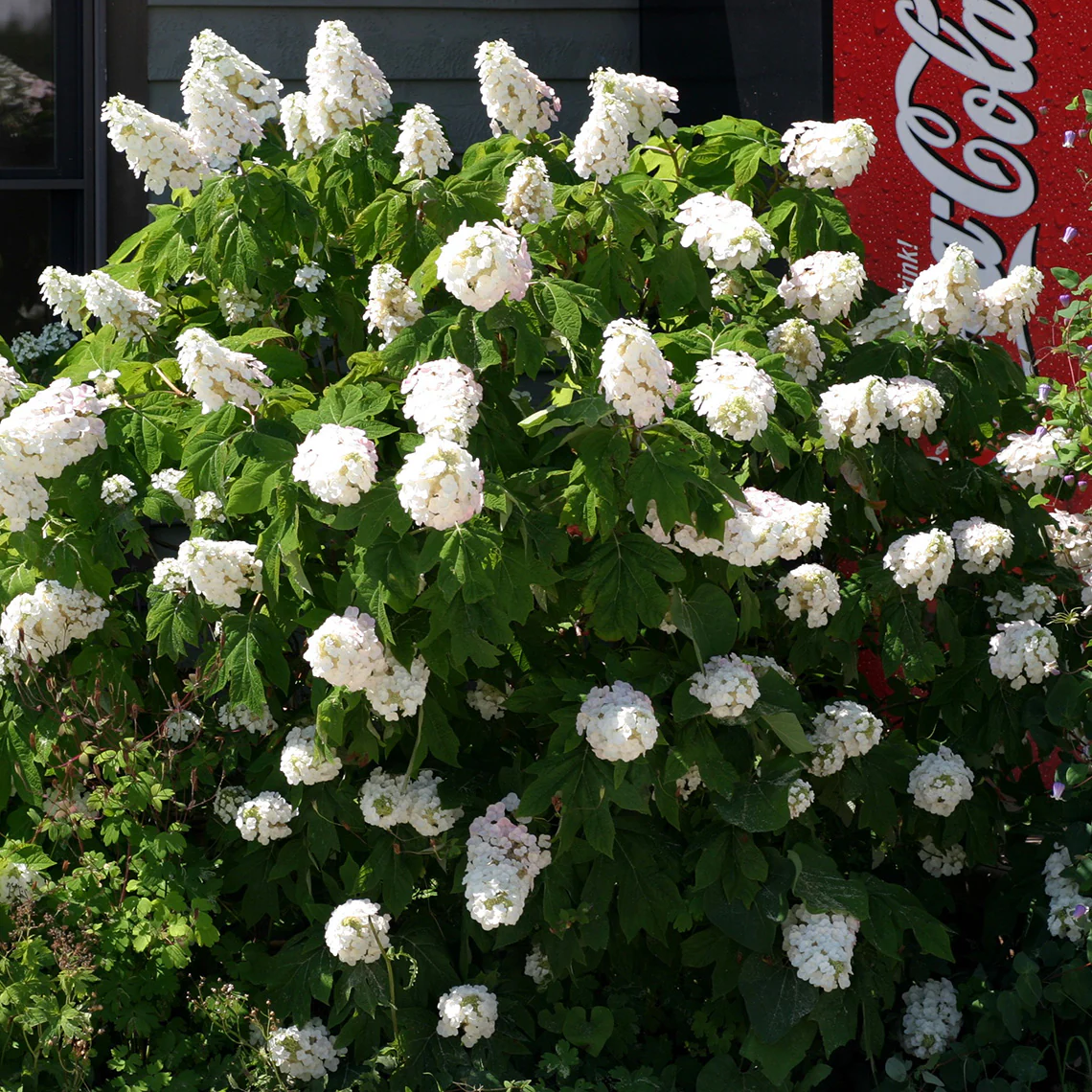 Gatsby Pink® Oakleaf Hydrangea - Image 5