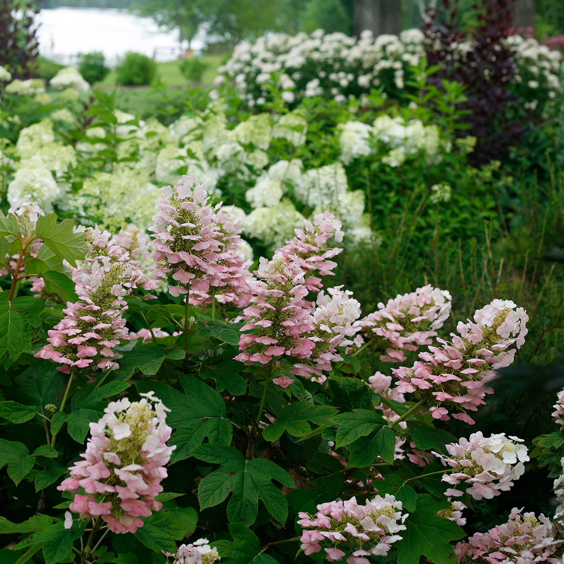 Gatsby Pink® Oakleaf Hydrangea - Image 6