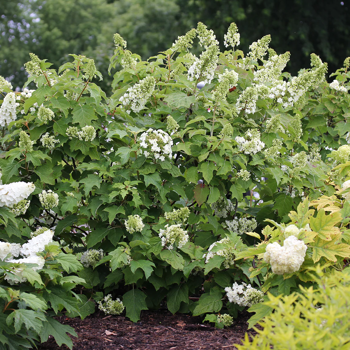 Gatsby Star® Oakleaf Hydrangea - DISCONTINUED - Image 3