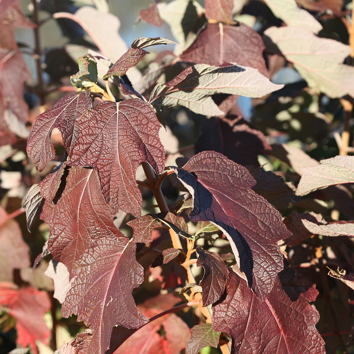Gatsby Star® Oakleaf Hydrangea - DISCONTINUED - Image 4