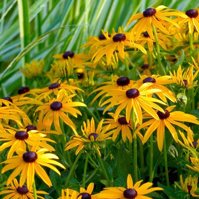 'Goldsturm' Black-Eyed Susan (Rudbeckia) - Image 3
