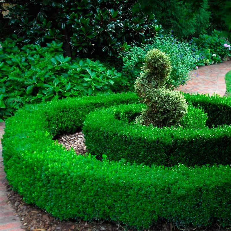 'Green Velvet' Boxwood - Image 3