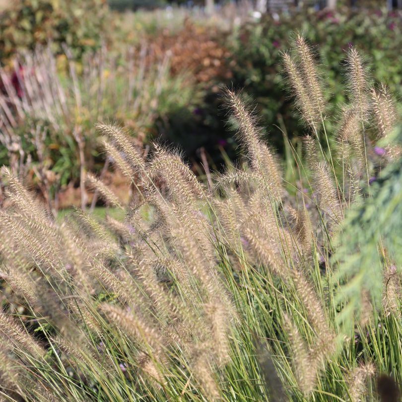 'Hameln' Fountain Grass - Image 3