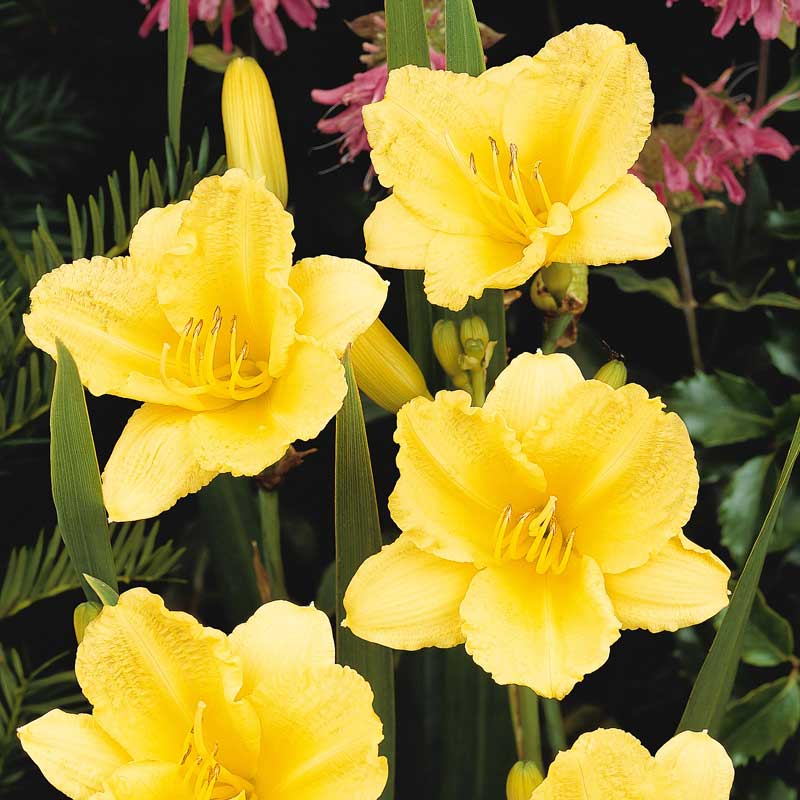 'Happy Returns' Daylily - Image 3