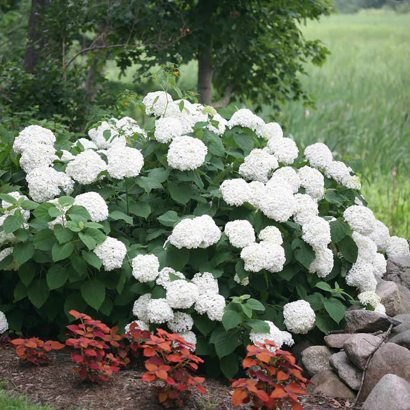 Incrediball® Smooth Hydrangea - Image 3