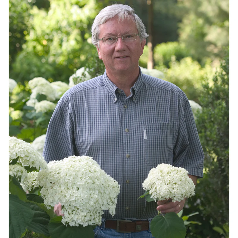 Incrediball® Smooth Hydrangea - Image 4