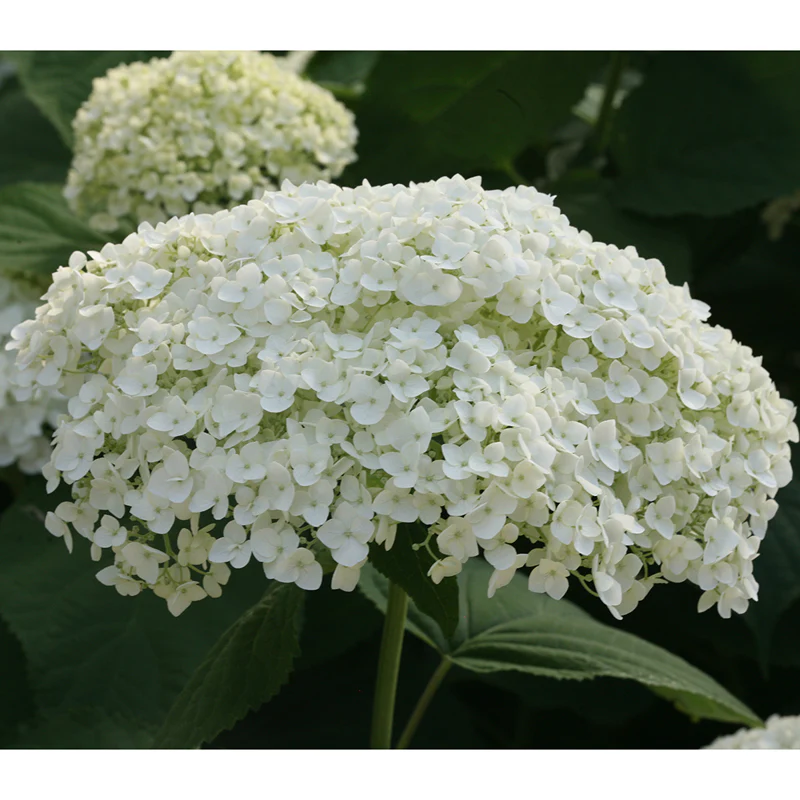 Incrediball® Smooth Hydrangea - Image 5