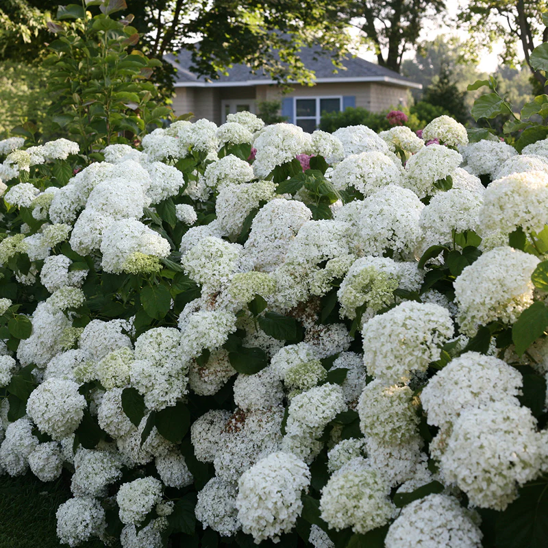 Incrediball® Smooth Hydrangea - Image 7