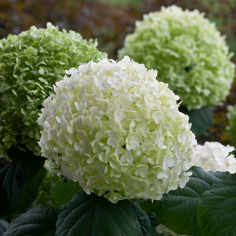 Incrediball® Smooth Hydrangea - Image 8