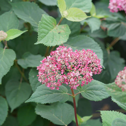 Invincibelle Garnetta® Smooth Hydrangea - DISCONTINUED - Image 3