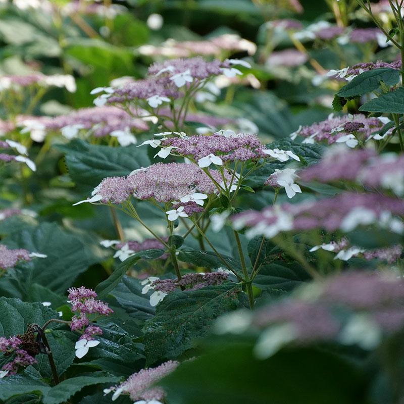 Invincibelle Lace™ Smooth Hydrangea - Image 3