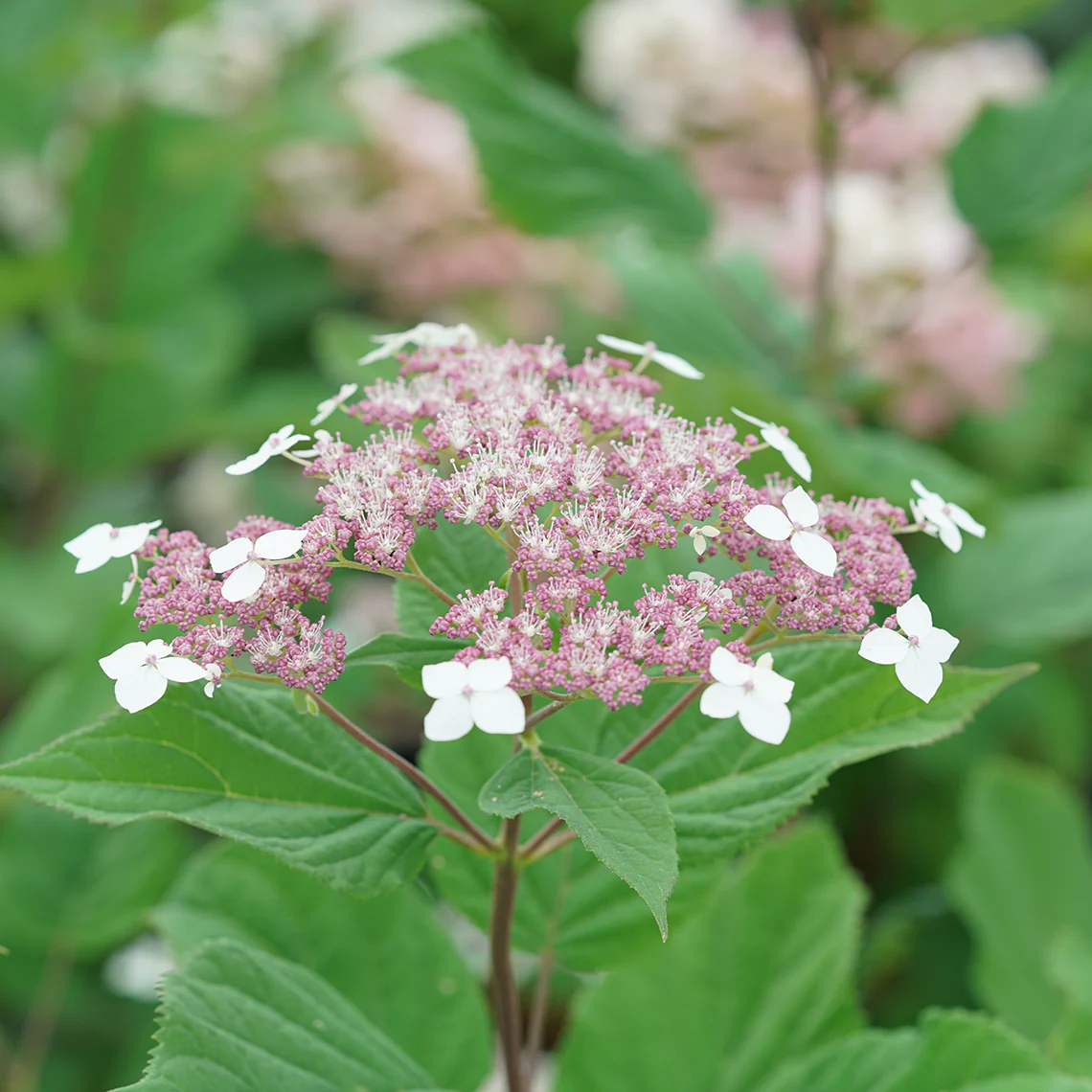 Invincibelle Lace™ Smooth Hydrangea - Image 4