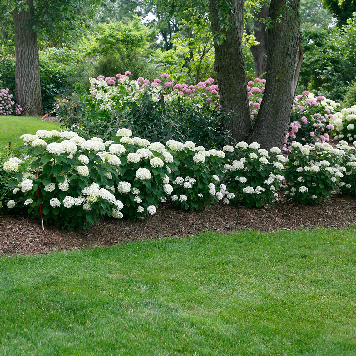 Invincibelle Limetta® Smooth Hydrangea - Image 3