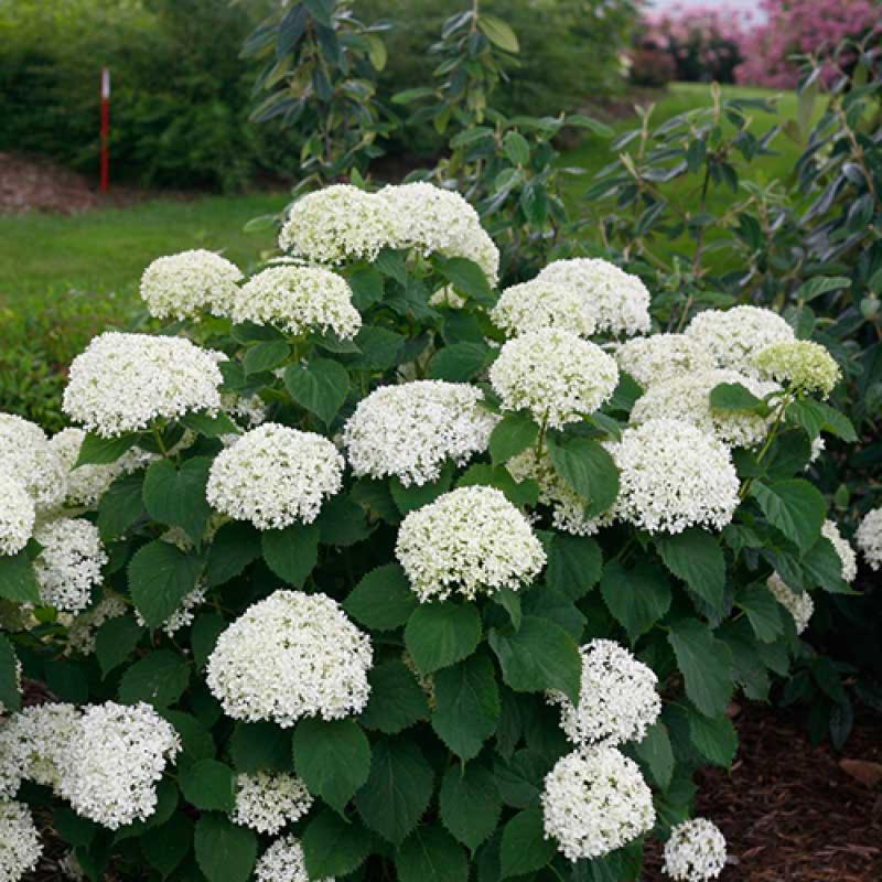 Invincibelle Limetta® Smooth Hydrangea - Image 4