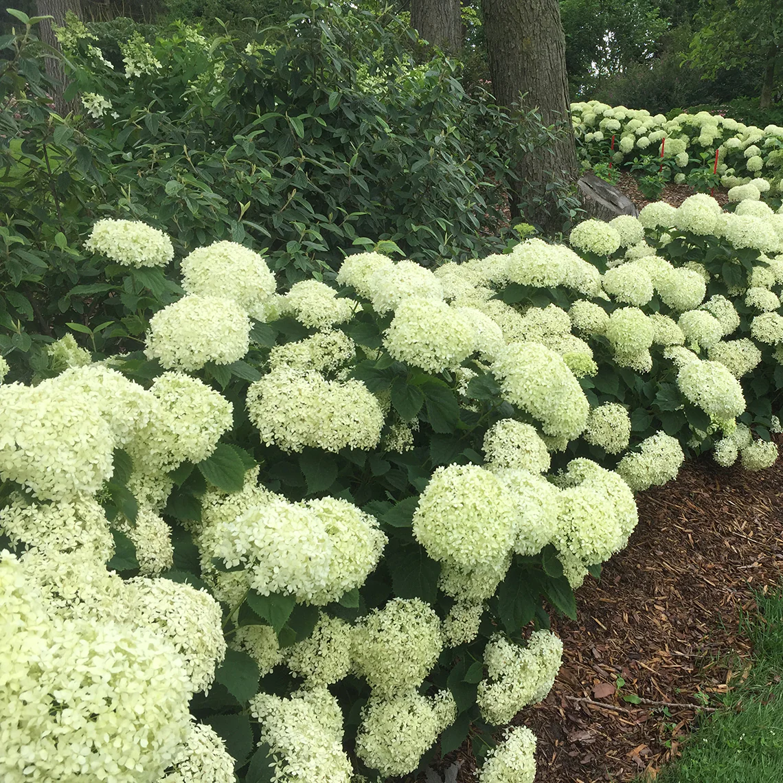 Invincibelle Limetta® Smooth Hydrangea - Image 5