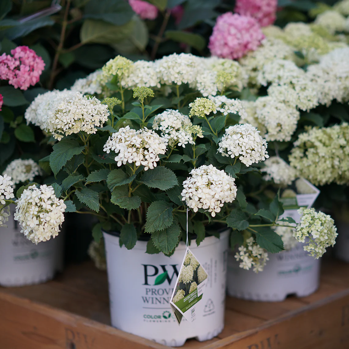 Invincibelle Limetta® Smooth Hydrangea - Image 6