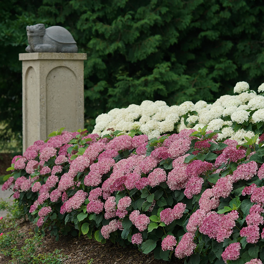 Invincibelle Mini Mauvette® Smooth Hydrangea - Image 3