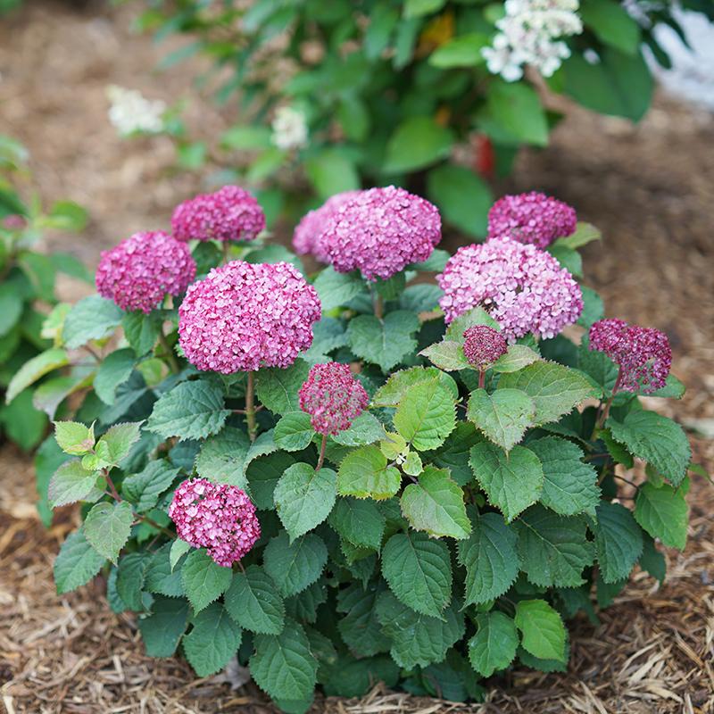Invincibelle Mini Mauvette® Smooth Hydrangea - Image 4