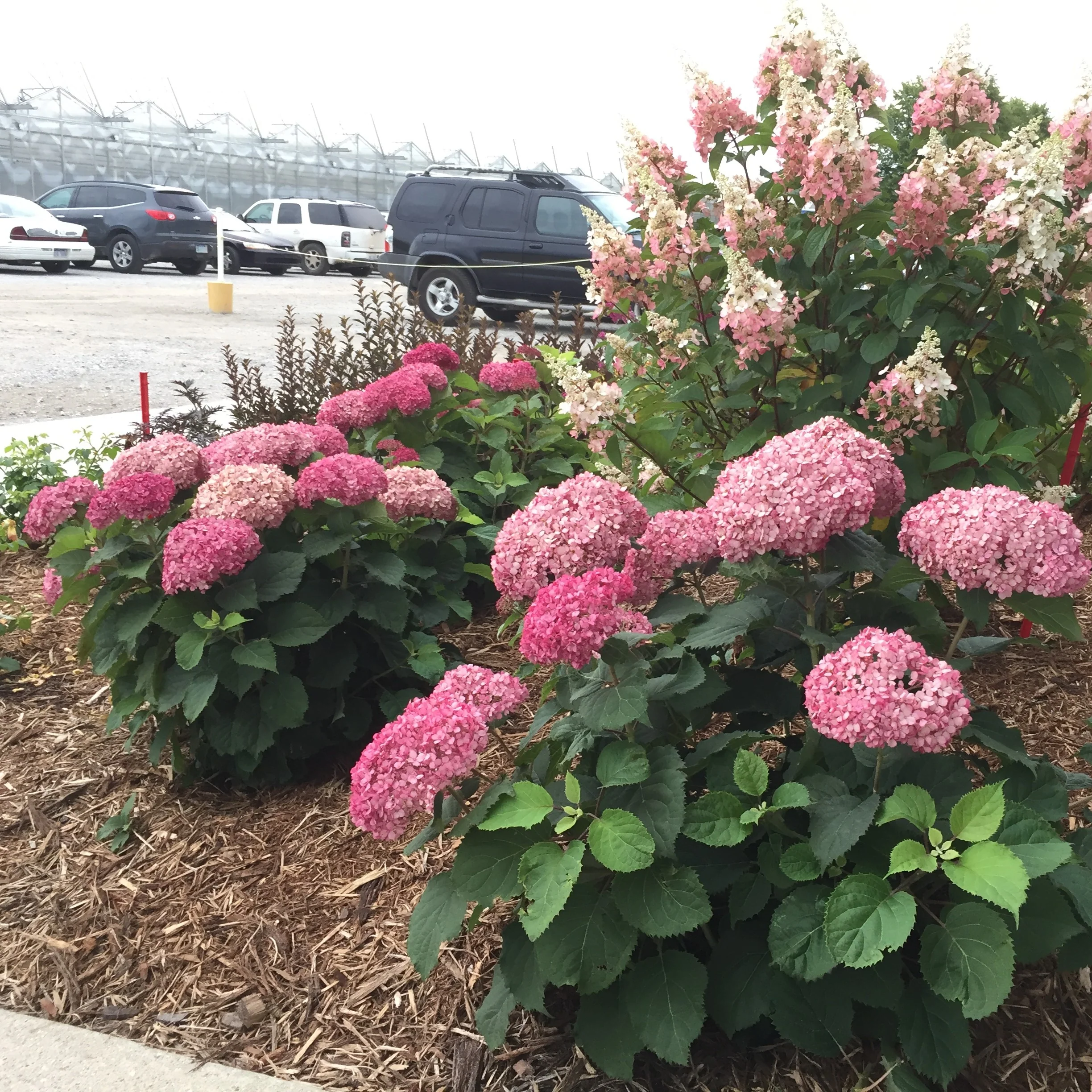 Invincibelle Mini Mauvette® Smooth Hydrangea - Image 5