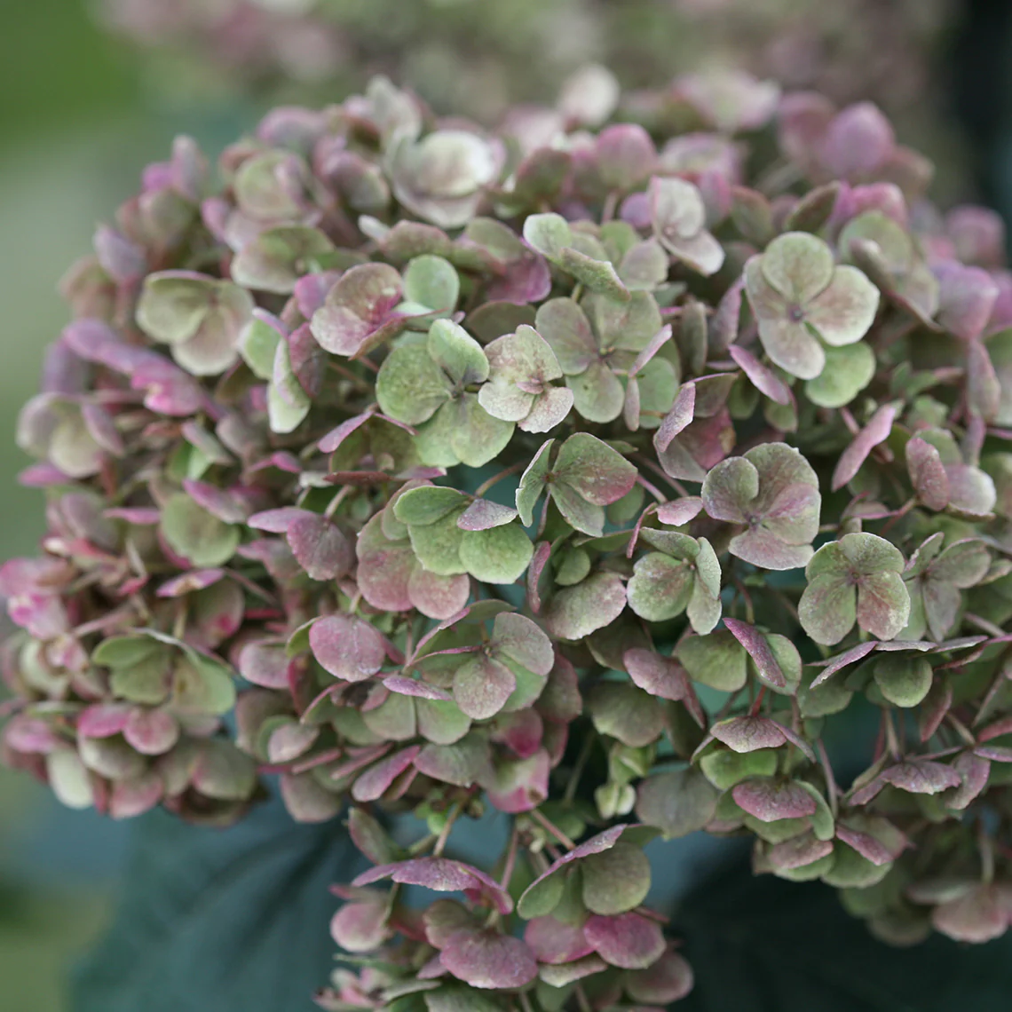 Invincibelle Mini Mauvette® Smooth Hydrangea - Image 6