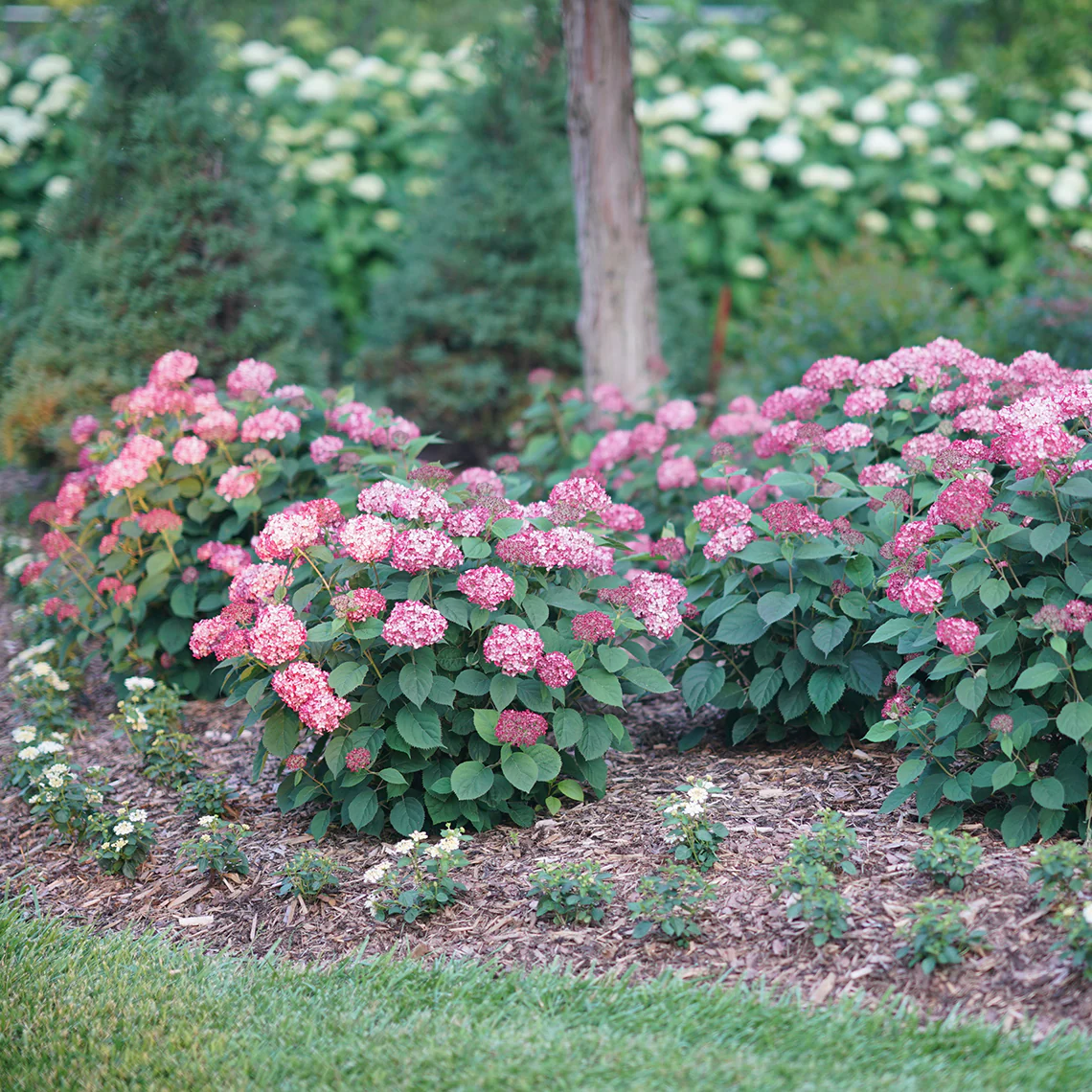 Invincibelle® Ruby Smooth Hydrangea - Image 3