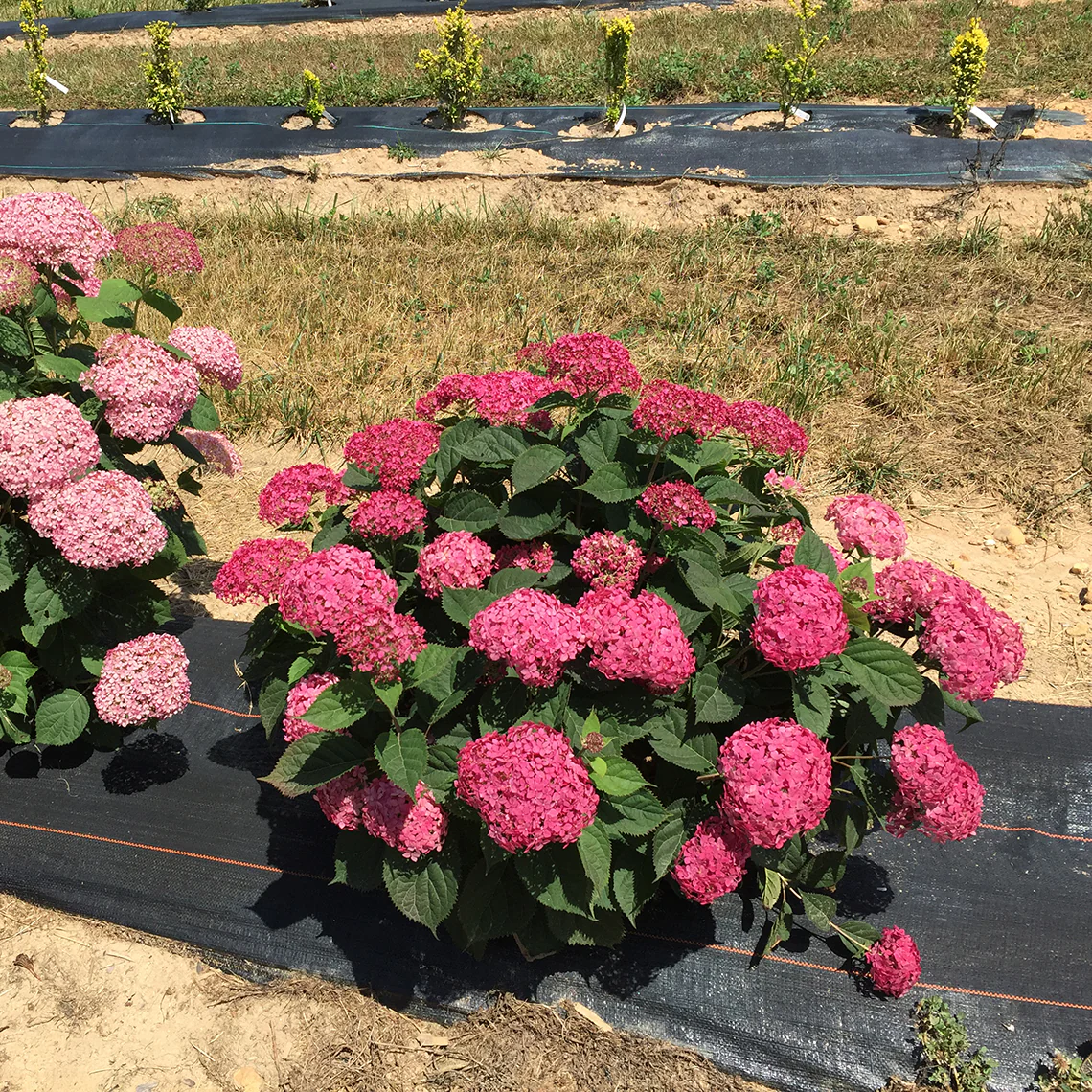 Invincibelle® Ruby Smooth Hydrangea - Image 4