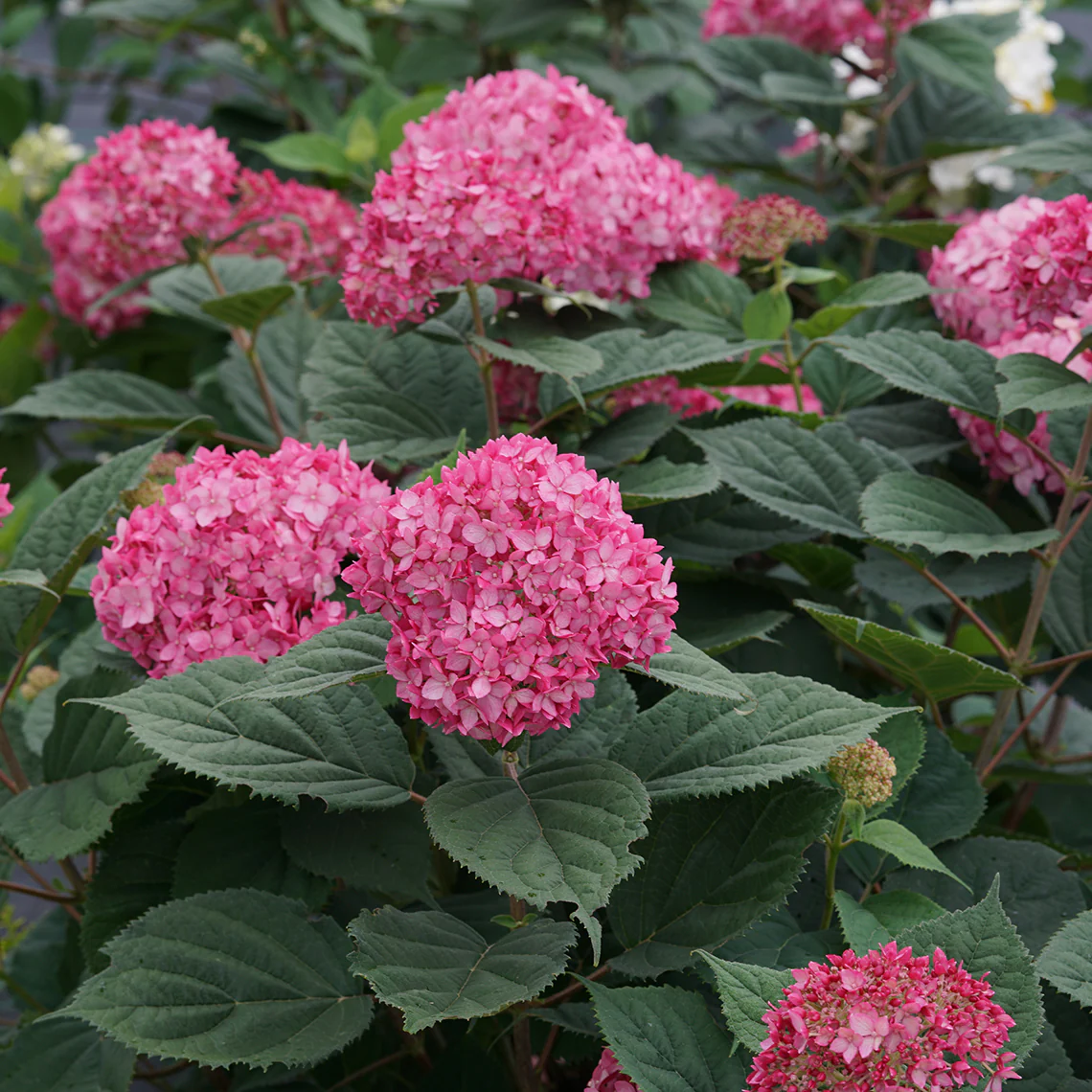 Invincibelle® Ruby Smooth Hydrangea - Image 5