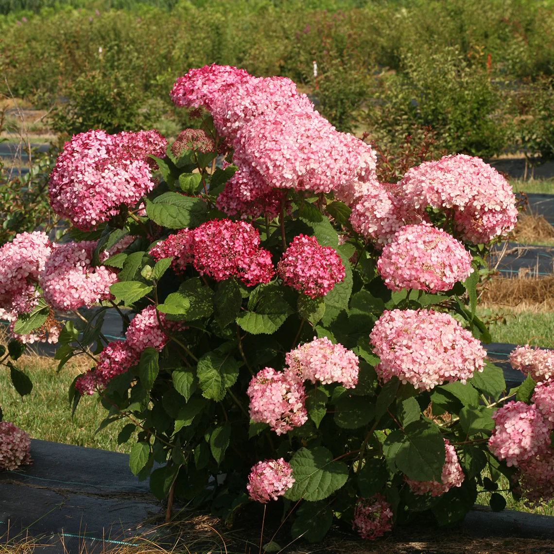 Invincibelle Spirit® II Smooth Hydrangea - Image 3