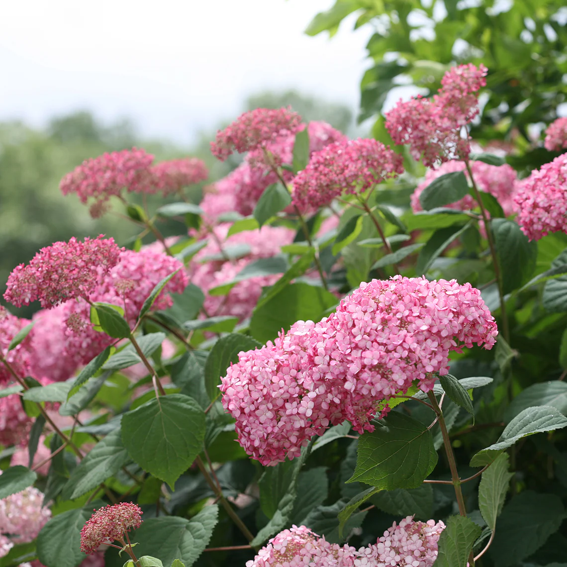 Invincibelle Spirit® II Smooth Hydrangea - Image 4