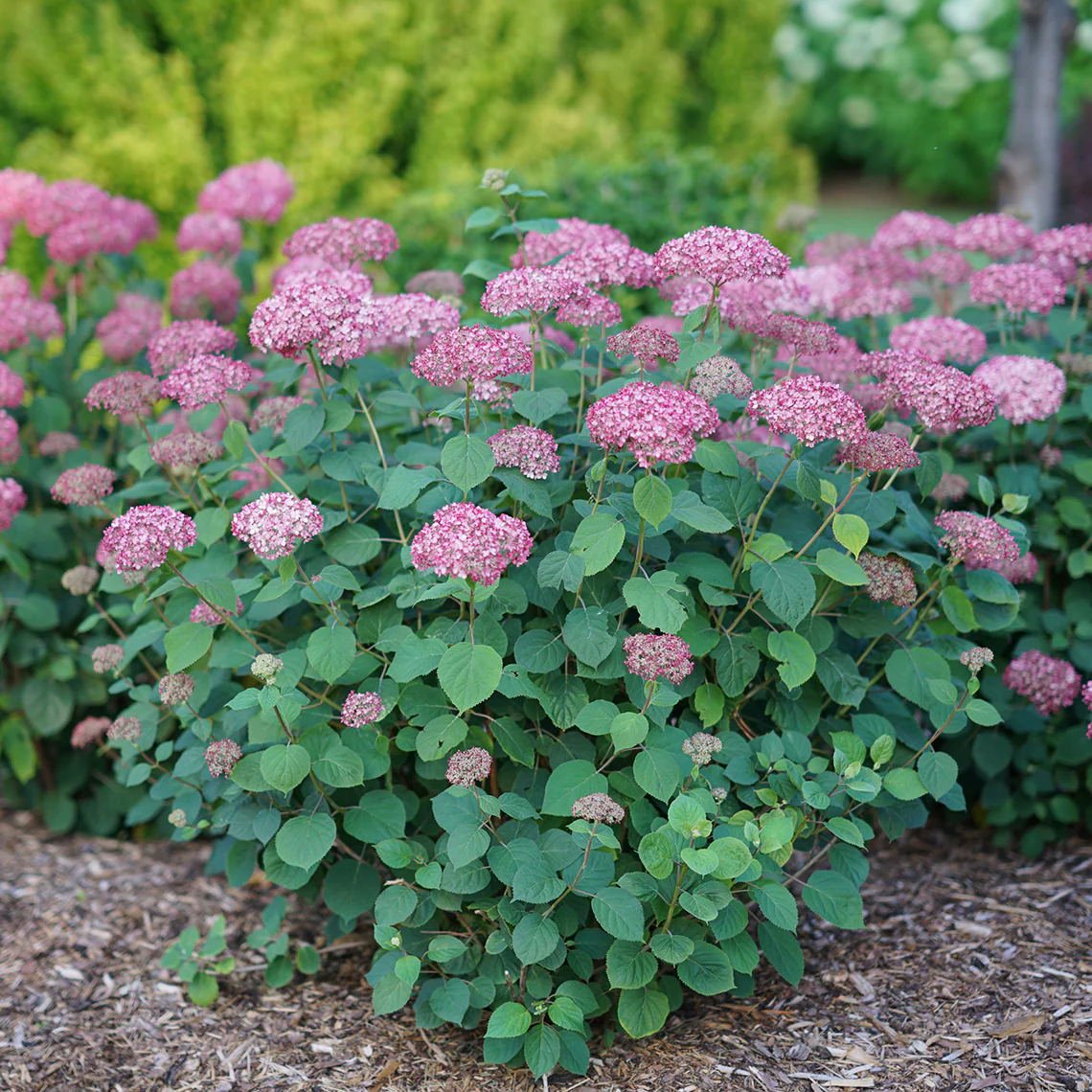 Invincibelle Spirit® II Smooth Hydrangea - Image 5