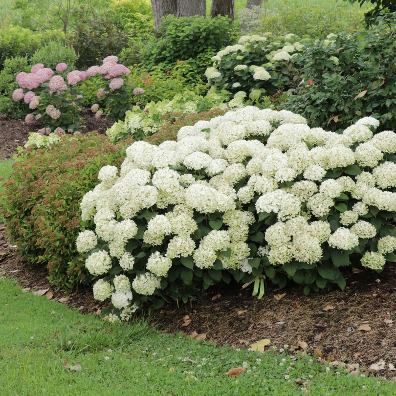 Invincibelle Wee White 2.0 Smooth Hydrangea - Image 3