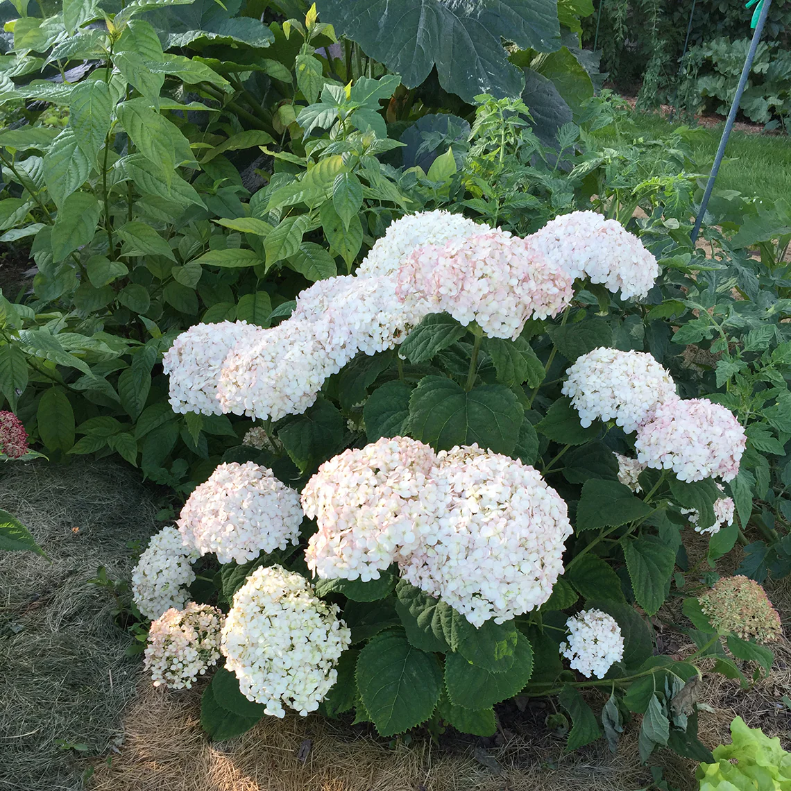 Invincibelle Wee White® Smooth Hydrangea - Image 3