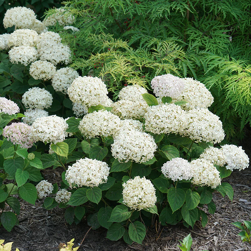 Invincibelle Wee White® Smooth Hydrangea - Image 5