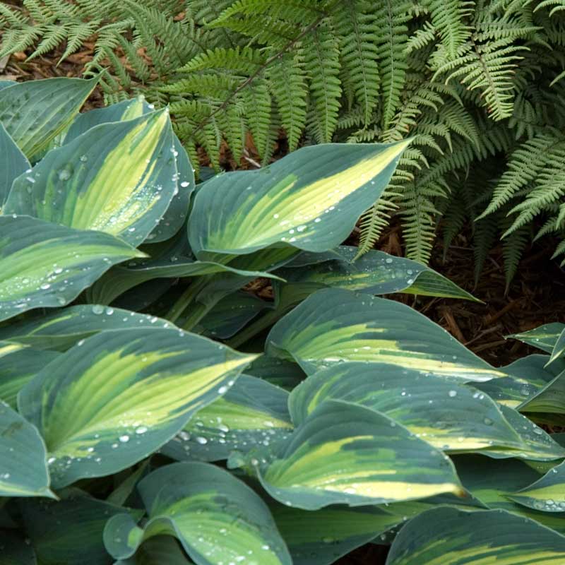 'June' Hosta - Image 3