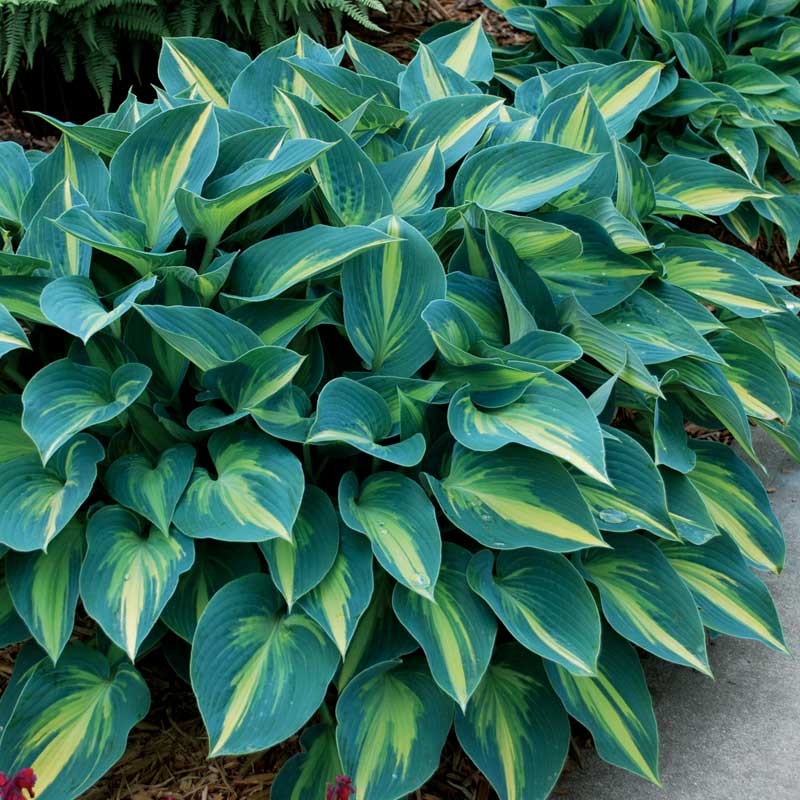 'June' Hosta - Image 4