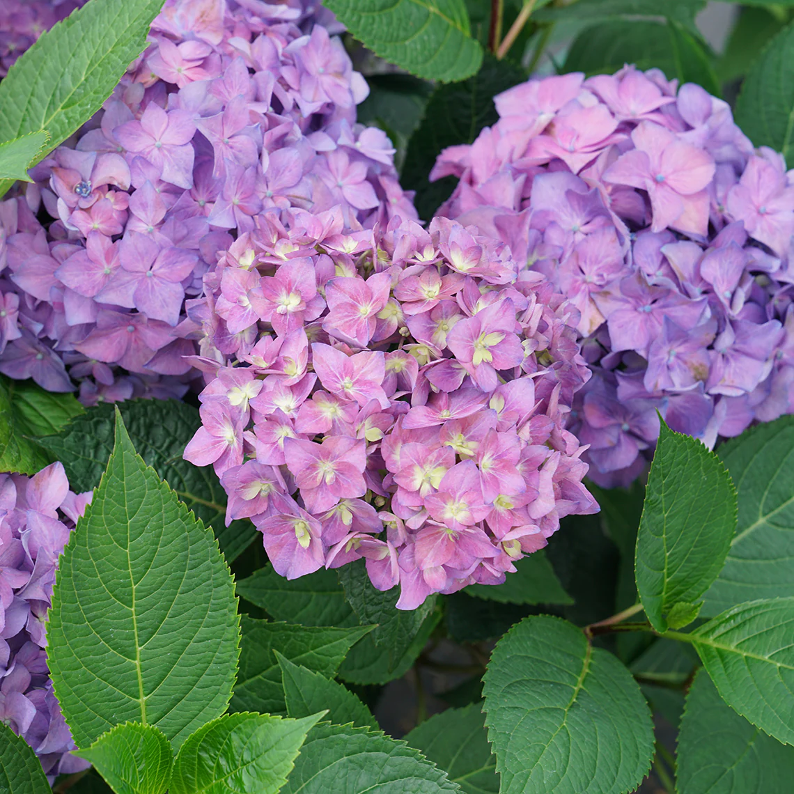 Let's Dance ¡Arriba!™ Bigleaf Hydrangea - Image 4