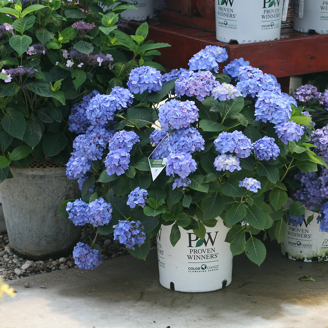 Let's Dance® Blue Jangles® Bigleaf Hydrangea - Image 3