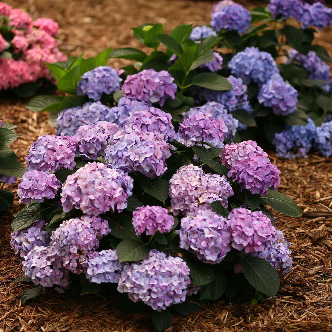 Let's Dance® Blue Jangles® Bigleaf Hydrangea - Image 4