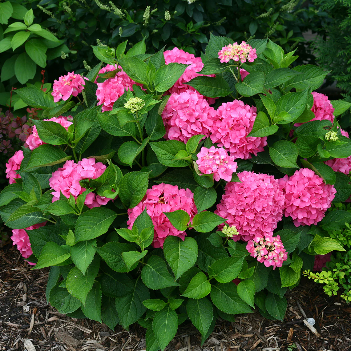 Let's Dance® Rave® Bigleaf Hydrangea - DISCONTINUED - Image 3