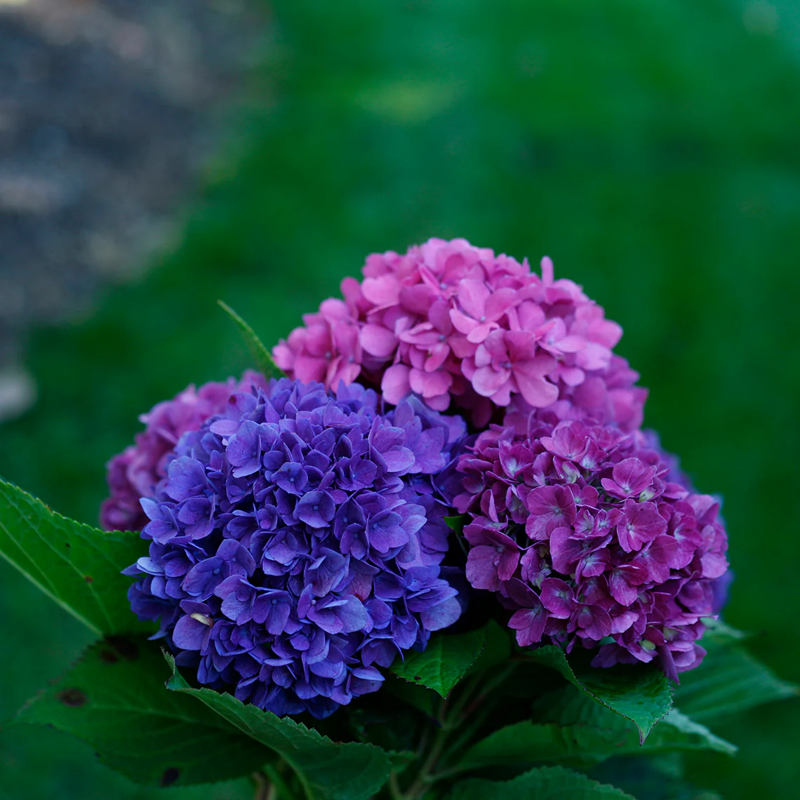 Let's Dance® Rave® Bigleaf Hydrangea - DISCONTINUED - Image 4