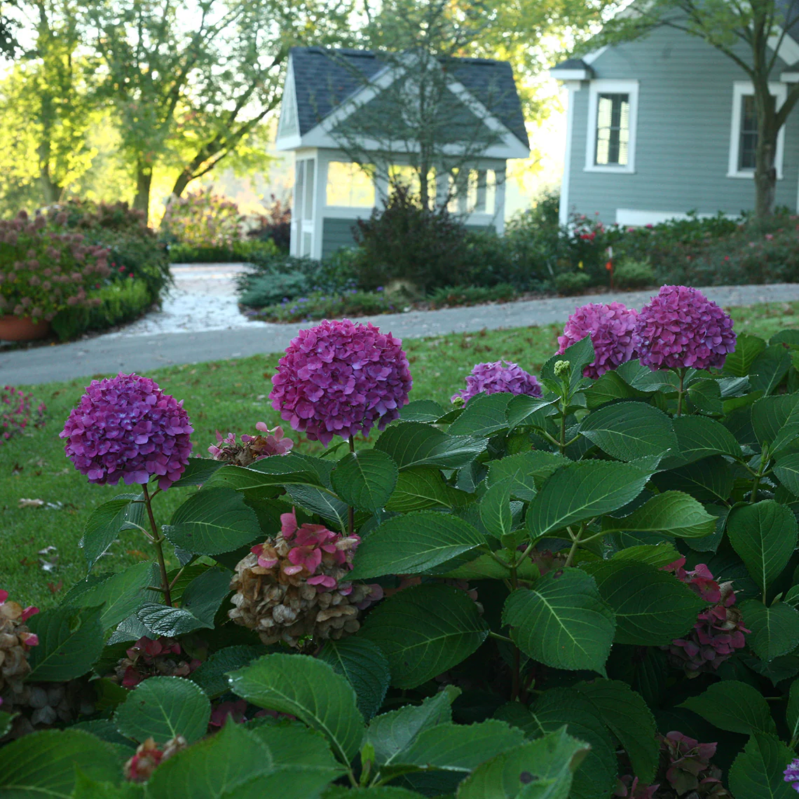 Let's Dance® Rave® Bigleaf Hydrangea - DISCONTINUED - Image 5