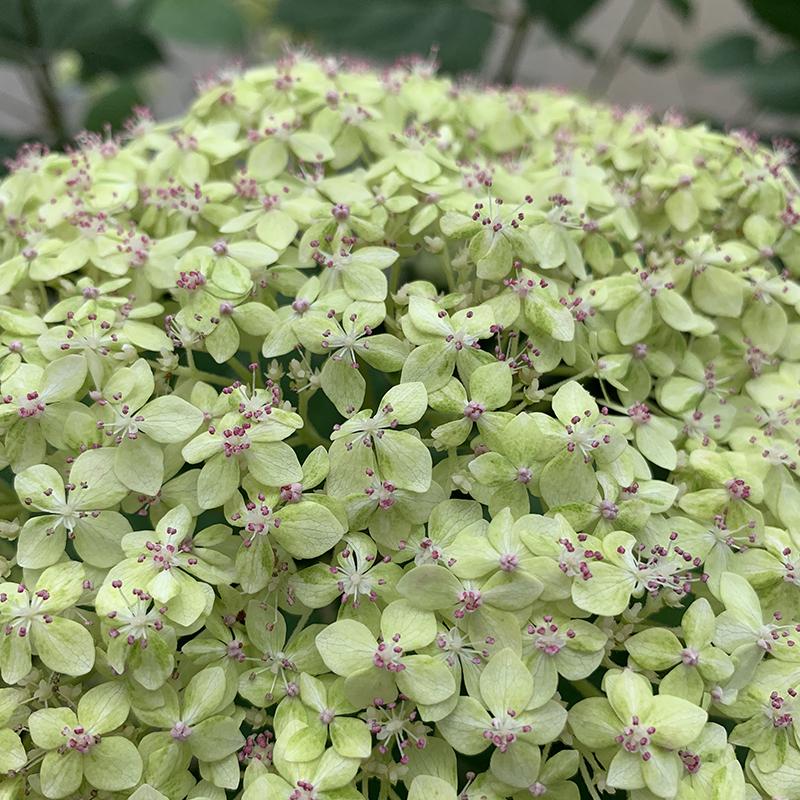 Lime Rickey® Smooth Hydrangea - DISCONTINUED - Image 3
