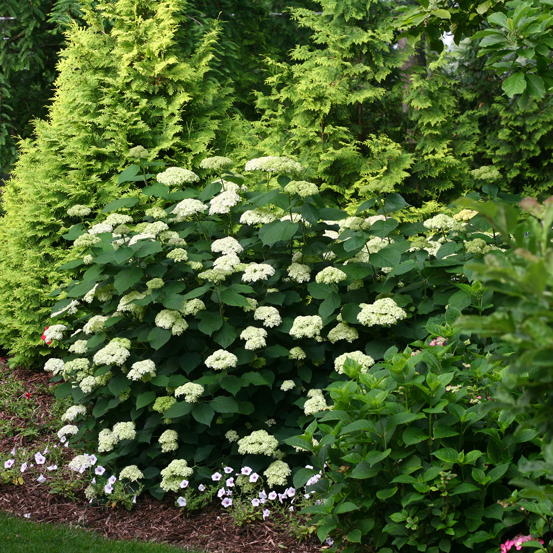 Lime Rickey® Smooth Hydrangea - DISCONTINUED - Image 4