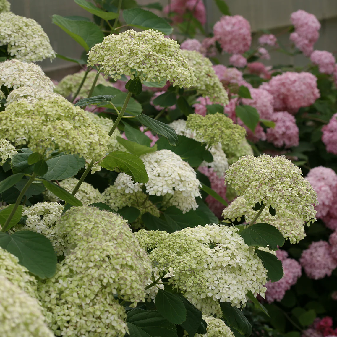 Lime Rickey® Smooth Hydrangea - DISCONTINUED - Image 5