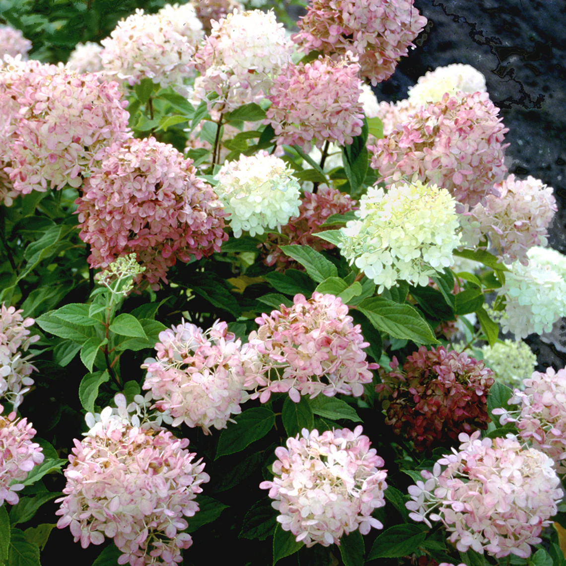 'Limelight' Panicle Hydrangea - Image 4