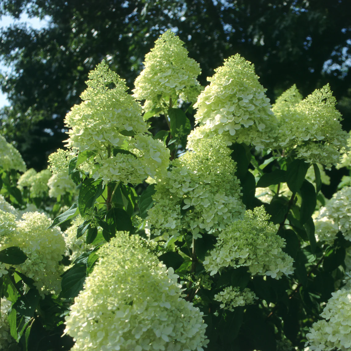 'Limelight' Panicle Hydrangea - Image 5